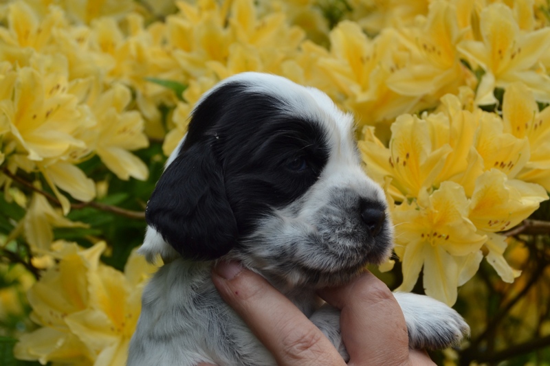 8c - fenka žlutá.JPG